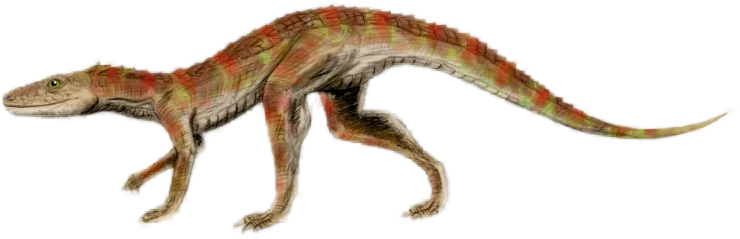 Side-profile reconstruction of a sphenosuchian, a fast land-dwelling crocodile relative.