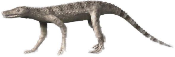 Side-profile reconstruction of an early Jurassic crocodylomorph, representing Orthosuchus.