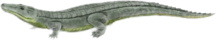 Side-profile reconstruction of Goniopholis, a semi-aquatic crocodilian.