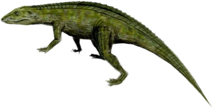 Side-profile reconstruction of Protosuchus, an armoured early crocodile relative.