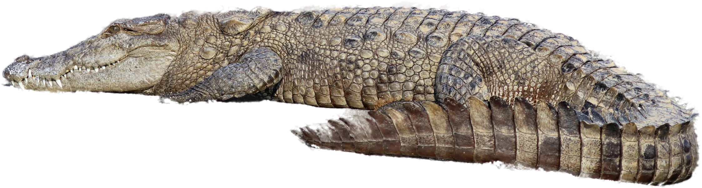 Side-profile photograph of a Mugger Crocodile, Crocodylus palustris.