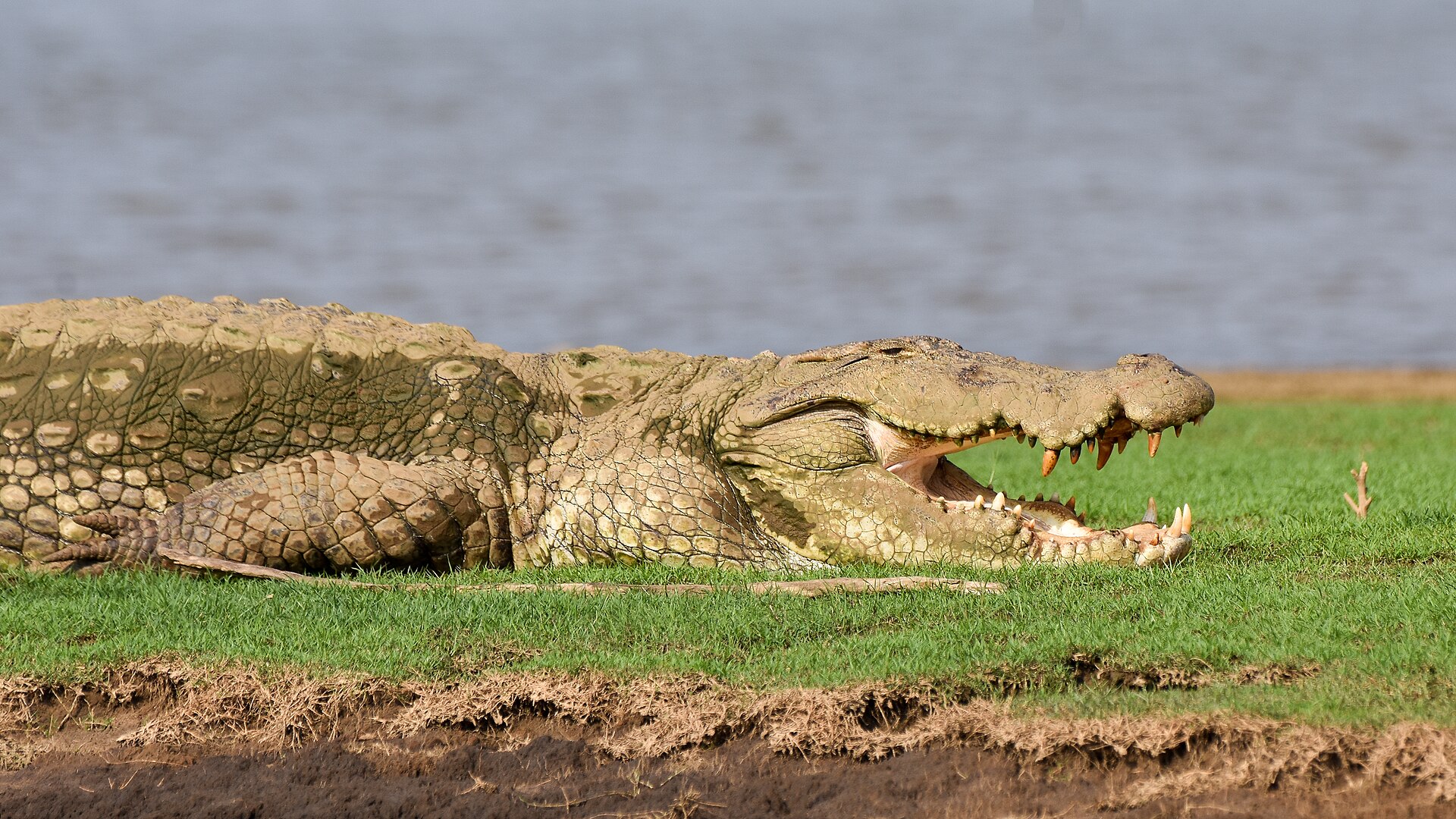 A mugger crocodile basking with one eye open