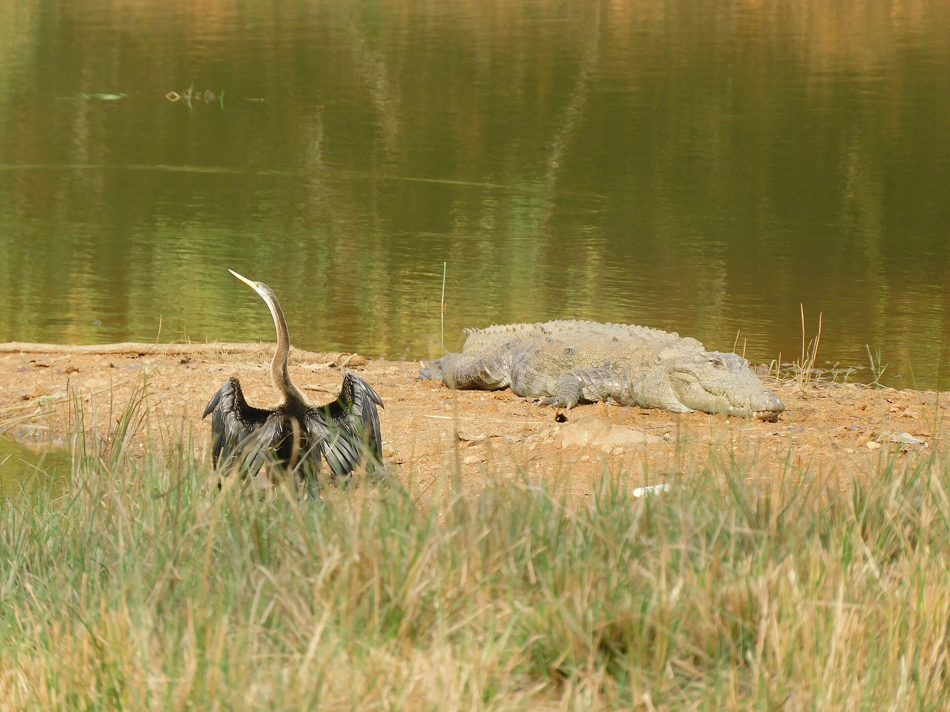 A mugger crocodile sharing the water peacefully with an Oriental darter