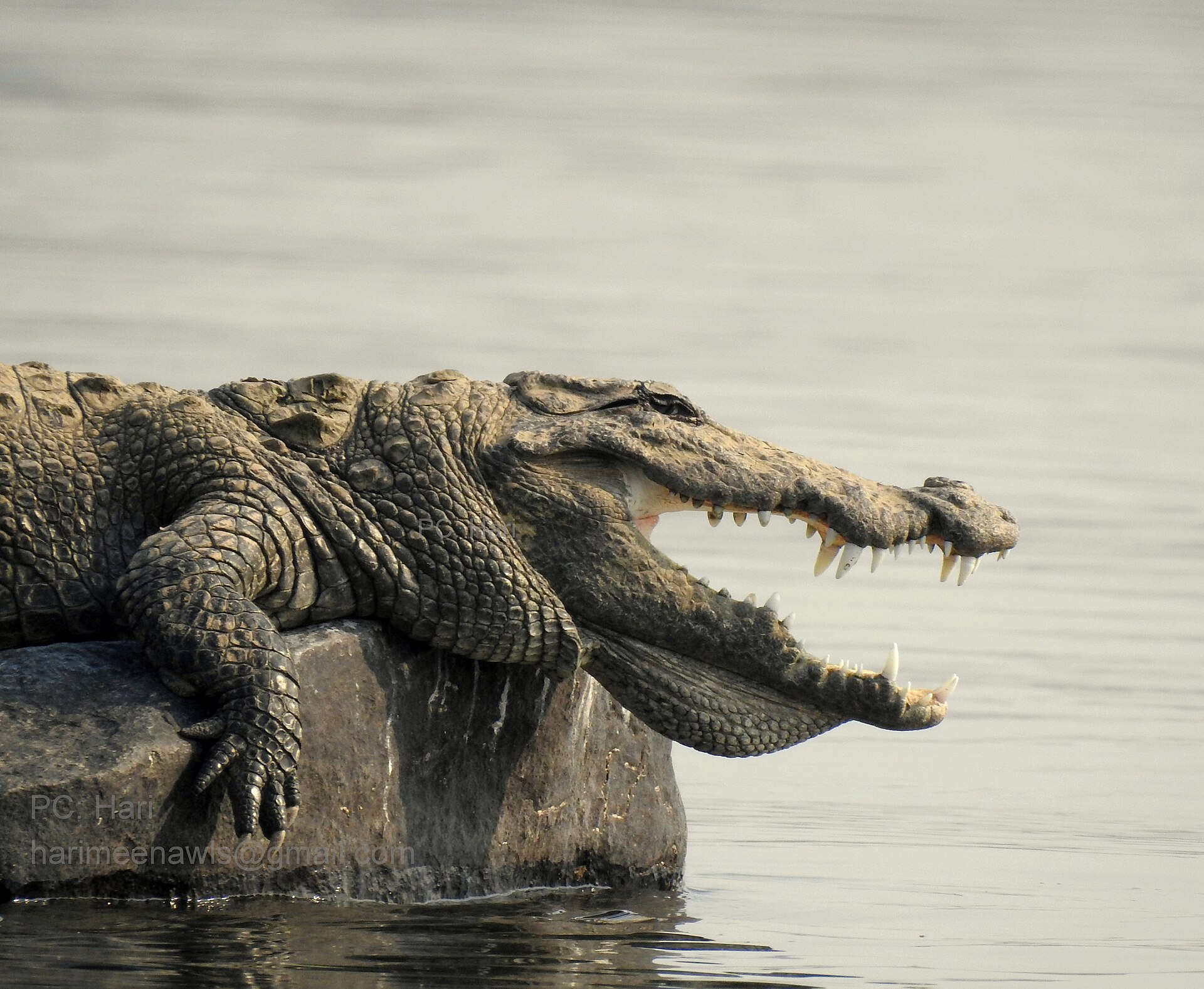 MV-183, Bridge Raja, in a close encounter at the river