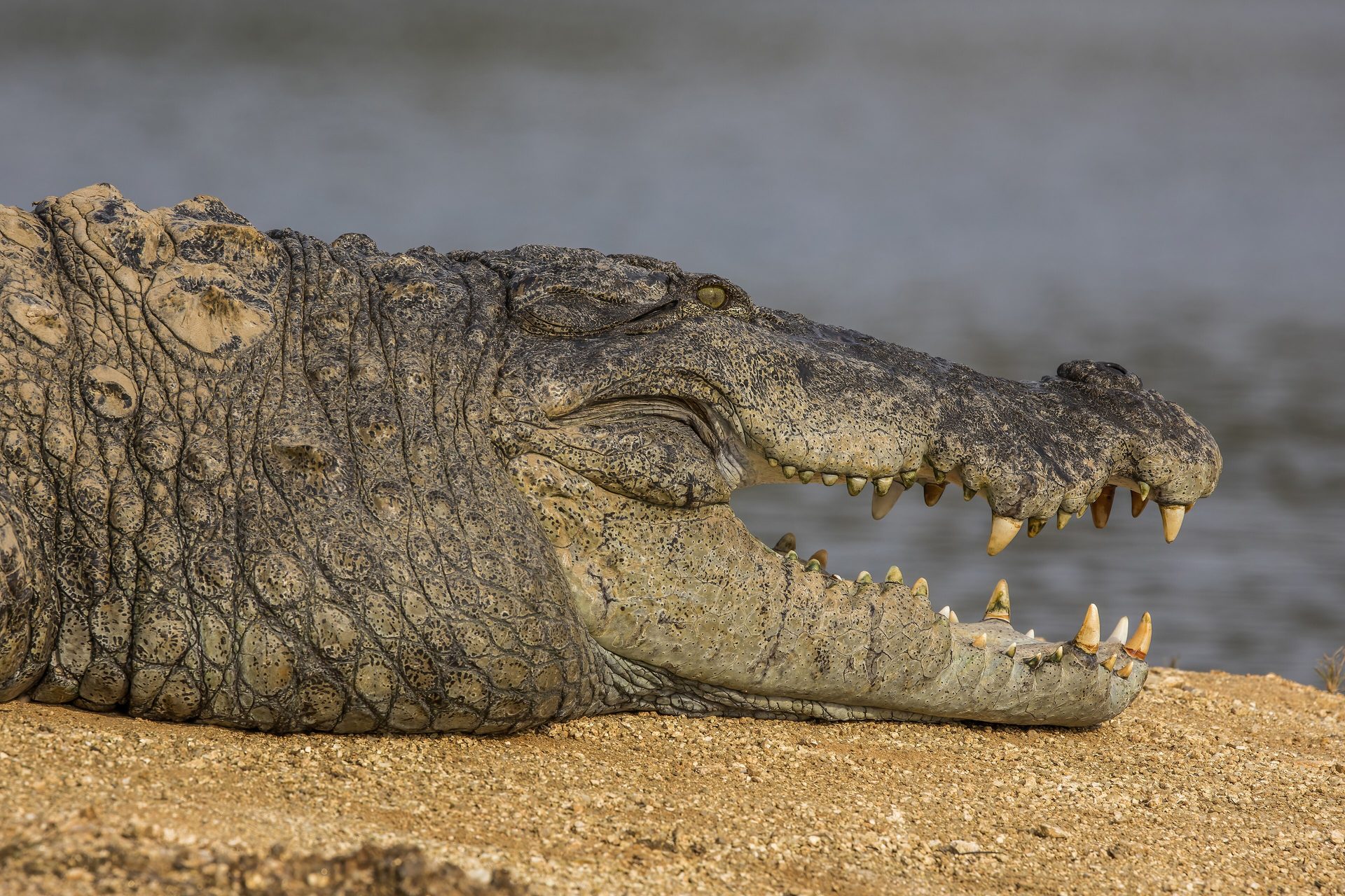 The head of an adult mugger crocodile resting on a sandbank, jaws parted, at the water's edge