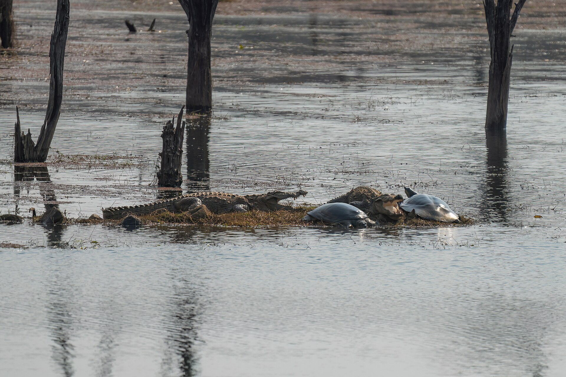 Mugger crocodiles sharing a riverbank