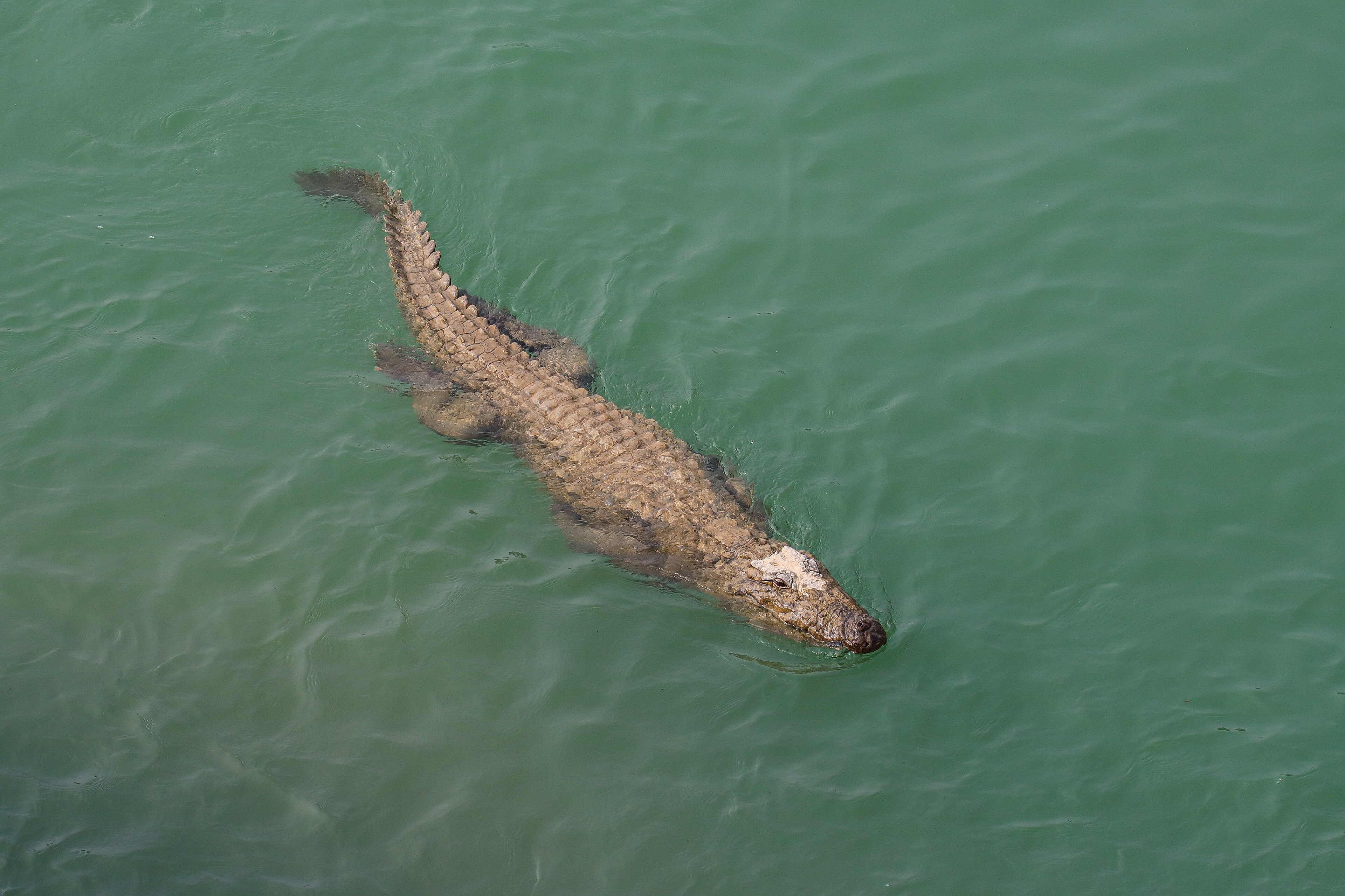 A mugger crocodile gliding through still, green river water, seen from above