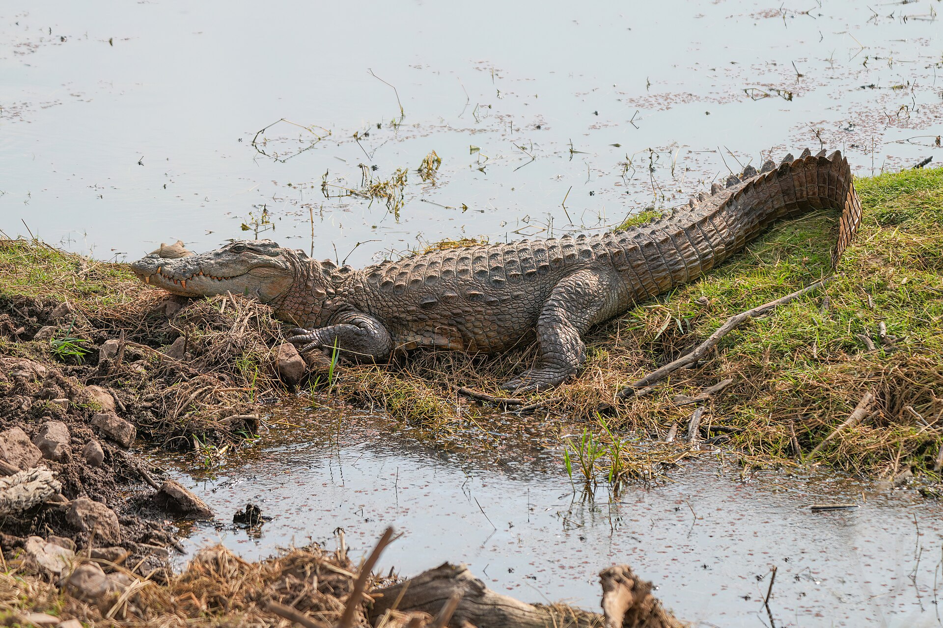 Mugger crocodile at the water's edge