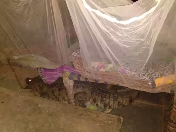 An eight-foot mugger crocodile resting on the floor beneath a rope cot draped with a mosquito net, in a village house in Malataj.