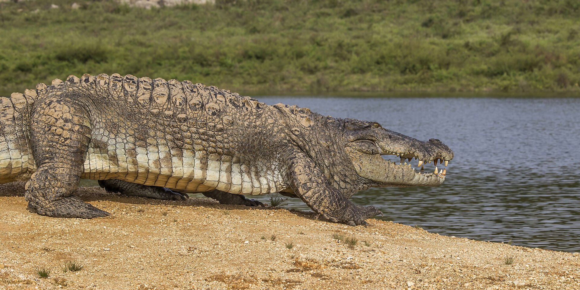 A mugger crocodile walking overland